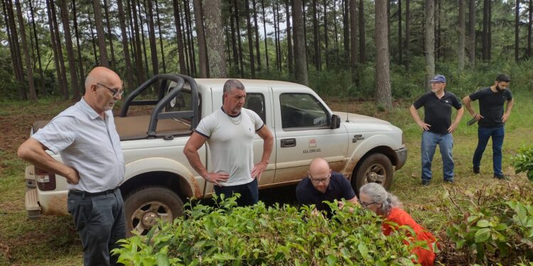 Interés de empresarios alemanes en el te misionero