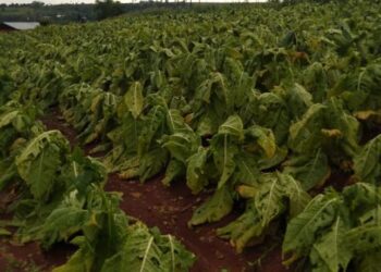 Cerca de mil  hectáreas de tabaco  afectadas por el granizo en diciembre