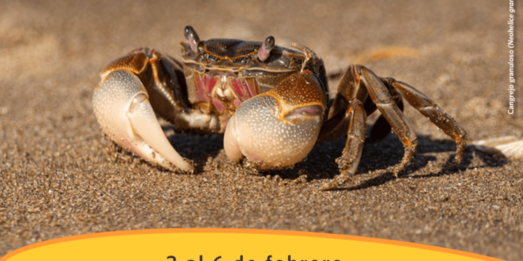 Llega el primer Safari de Verano 2023, para aprender sobre la vida silvestre de Argentina