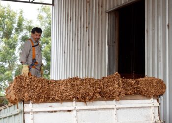 Tabaco: todas las industrias pagaran los 500 pesos 