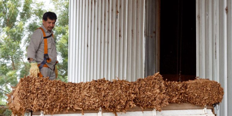 Tabaco: todas las industrias pagaran los 500 pesos 