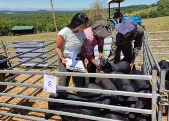 Mas de un centenar de cabezas en el remate nocturno de 2023 de animales menores