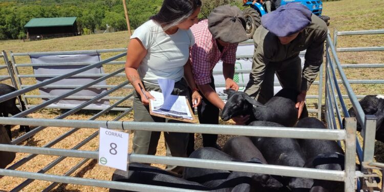 Mas de un centenar de cabezas en el remate nocturno de 2023 de animales menores