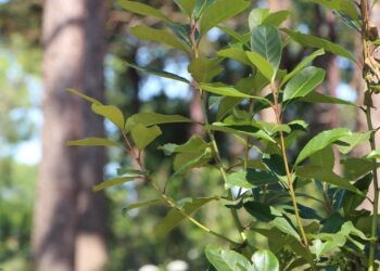 Comenzó la sesión de precios para la zafra gruesa  