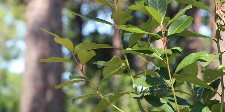 Comenzó la sesión de precios para la zafra gruesa  