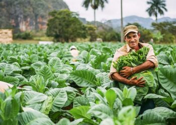 Tabacaleros tucumanos quieren un ajuste como el de Misiones