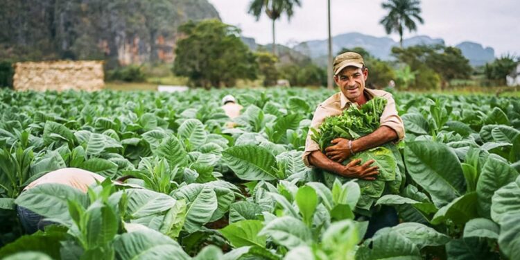 Tabacaleros tucumanos quieren un ajuste como el de Misiones