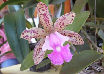 Alem se suma a las «ciudades con orquídeas»