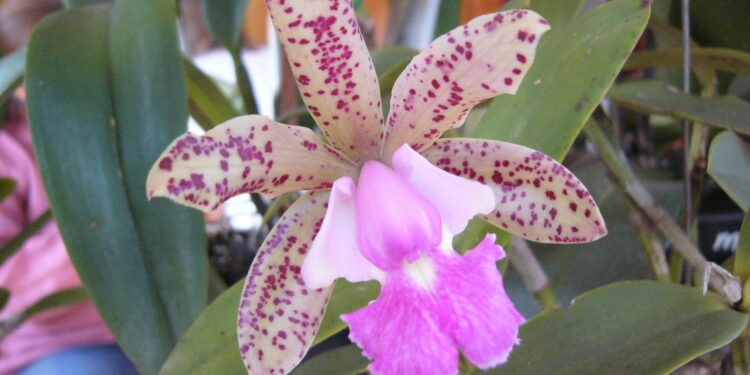 Alem se suma a las «ciudades con orquídeas»