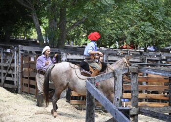 Con más de 1.200 cabezas en pista se realizó un nuevo remate ganadero