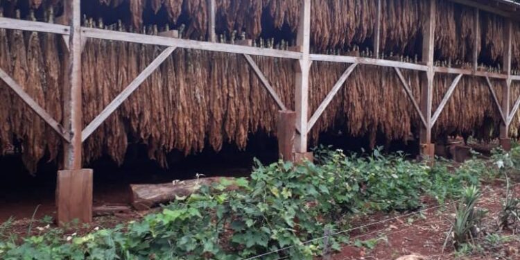 La nación elabora ley para  adherir Convenio Marco de la OMS, tabacaleros en alerta