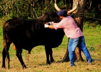 El 13 de marzo inicia la vacunación contra la fiebre aftosa en la provincia de Misiones