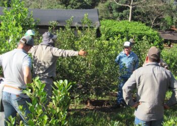 Manejo de suelo y cosecha, aspectos claves en la producción de yerba mate