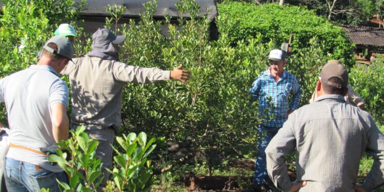 Manejo de suelo y cosecha, aspectos claves en la producción de yerba mate