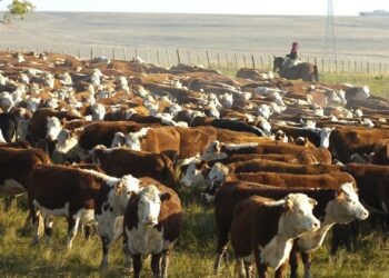 Faena de vacas: ¿En la antesala de un proceso de liquidación?