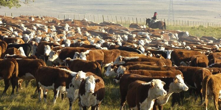 Faena de vacas: ¿En la antesala de un proceso de liquidación?