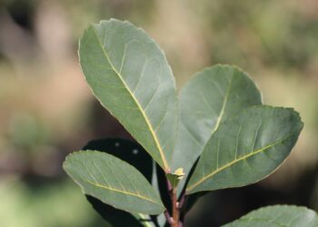 Yerba Mate: La “zafriña” dejó 63 millones de  kg de hoja verde