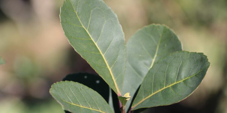 Yerba Mate: La “zafriña” dejó 63 millones de  kg de hoja verde