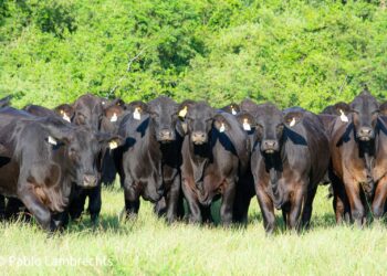 Mundial de la raza Brangus: a puro remate