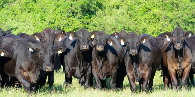 Mundial de la raza Brangus: a puro remate