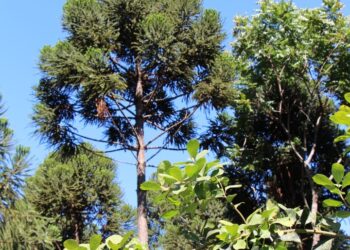 La yerba mate, presente en el Congreso Nacional de Biodiversidad &nbsp;