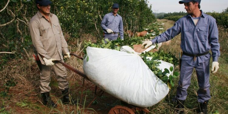 El  precio de la yerba mate tendrá un aumento progresivo hasta llegar a los $120 en julio