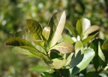 El INYM refuerza controles para el cumplimiento de precios mínimos de la materia prima