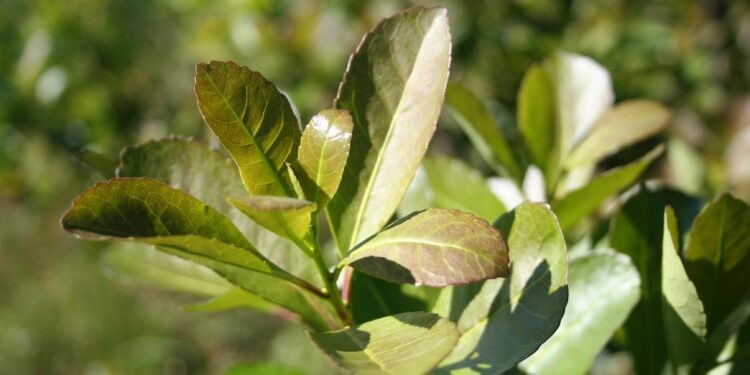 El INYM refuerza controles para el cumplimiento de precios mínimos de la materia prima