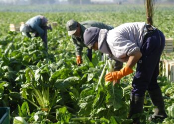 RENATRE inscribirá de oficio a trabajadores y empleadores rurales que estén registrados en AFIP