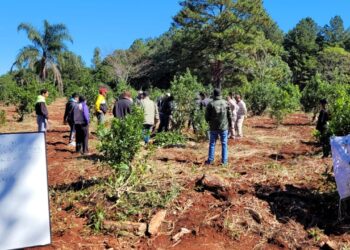 Ciclo de capacitaciones sobre Manejo de planta y Buenas Prácticas sobre Yerba Mate en Misiones