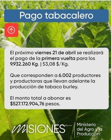 Mañana Pagan 527 Millones A Tabacaleros De Misiones – Más Producción