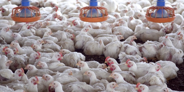 $7500 millones para asistir a productores avícolas afectados por Influenza Aviar