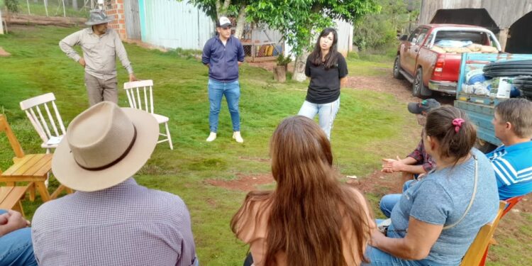 Banana misionera a escala comercial