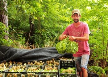 Crece la horticultura en Misiones