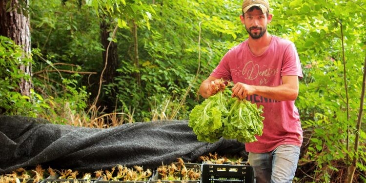 Crece la horticultura en Misiones