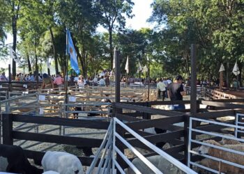 Casi 300 cabezas en un nuevo remate de animales menores