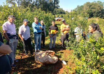 Suelo cuidado, árboles y poda de formación para mejorar la productividad  