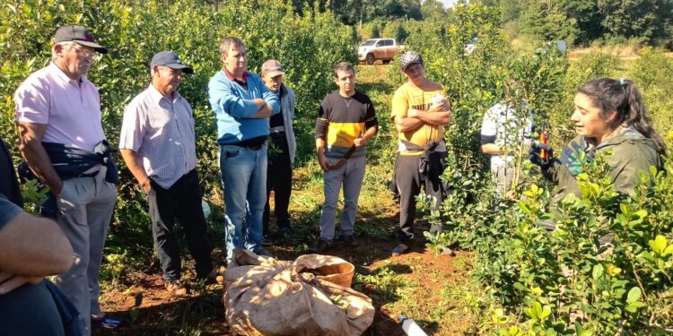 Suelo cuidado, árboles y poda de formación para mejorar la productividad  