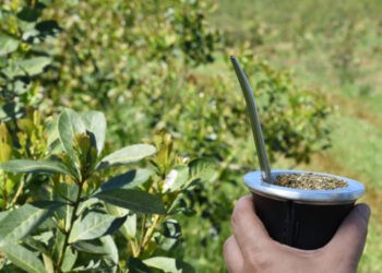 Yerba mate: consumo interno y exportaciones superaron los 102 millones de kilos durante el primer cuatrimestre