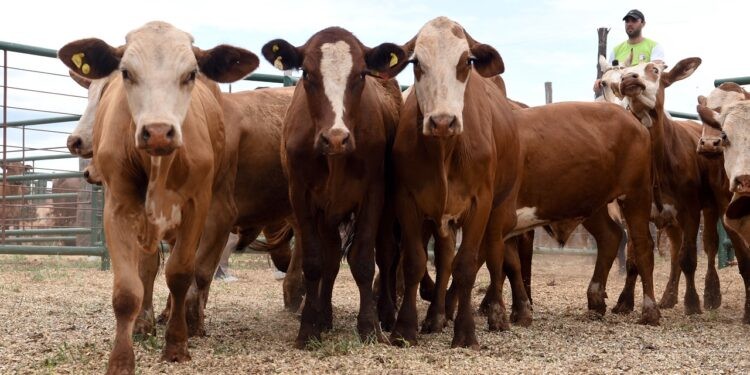 Montecarlo: 600 cabezas en pista en un nuevo remate de la Provincia