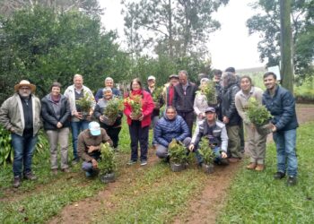 Árboles en el yerbal  y efectos sus benéficos