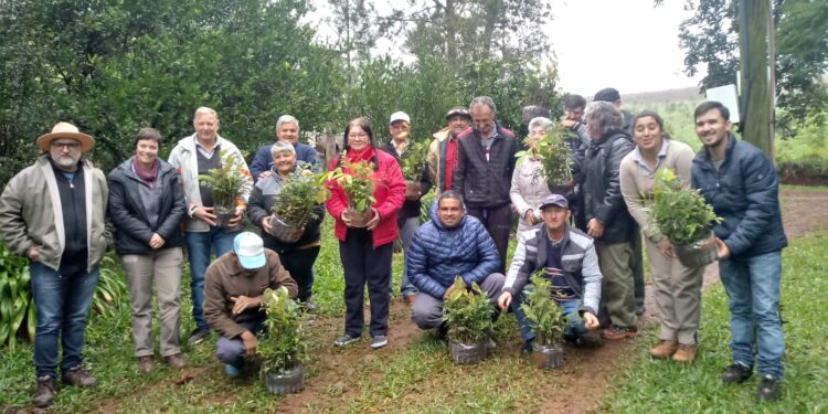 Árboles en el yerbal  y efectos sus benéficos