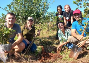 Árboles para yerbales productivos y sustentables en San Vicente    