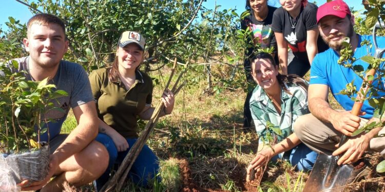 Árboles para yerbales productivos y sustentables en San Vicente    