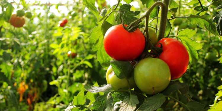 Tomate bajo cubierta: Capacitar para impulsar la producción