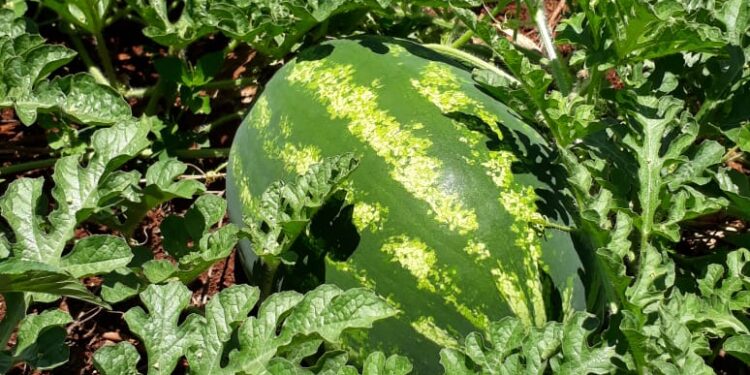 Buscan ampliar la producción de sandías