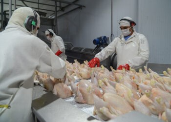 Argentina volvió a ser libre de Influenza Aviar