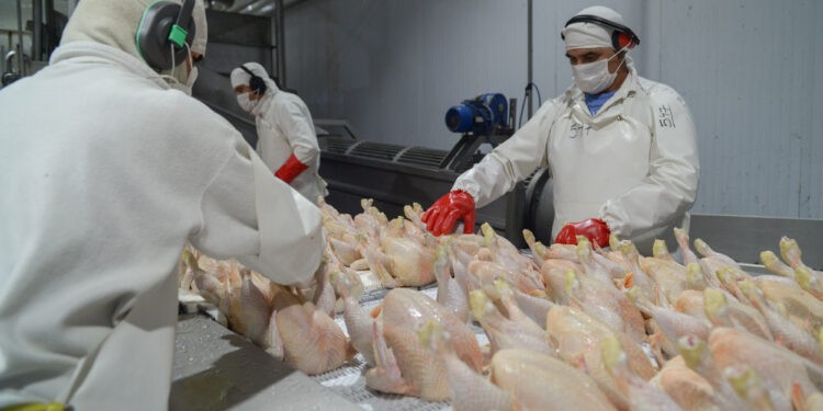 Argentina volvió a ser libre de Influenza Aviar