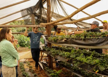 Frutilla en Misiones: una alternativa liderada por mujeres rurales