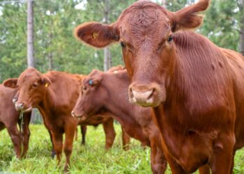 Impulsan alternativas de alimentación invernal para el rodeo bovino